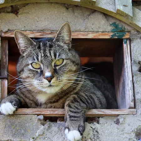 Brohltal-aue Apartment *